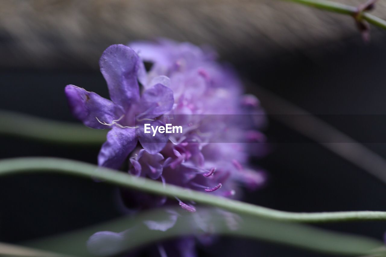 CLOSE-UP OF PURPLE FLOWERS