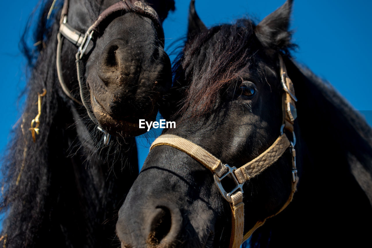 Close-up of horses against sky