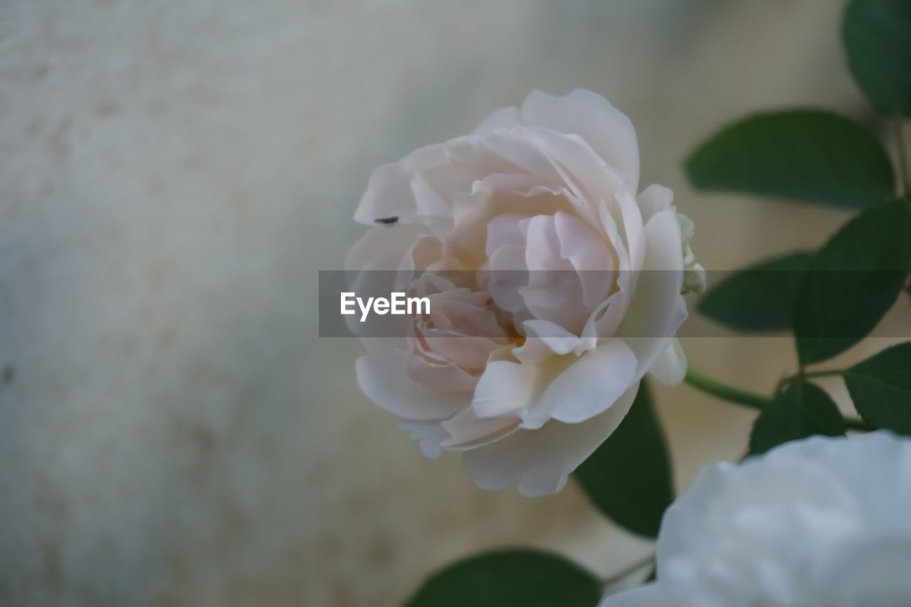 CLOSE-UP OF WHITE ROSE AGAINST BLURRED BACKGROUND