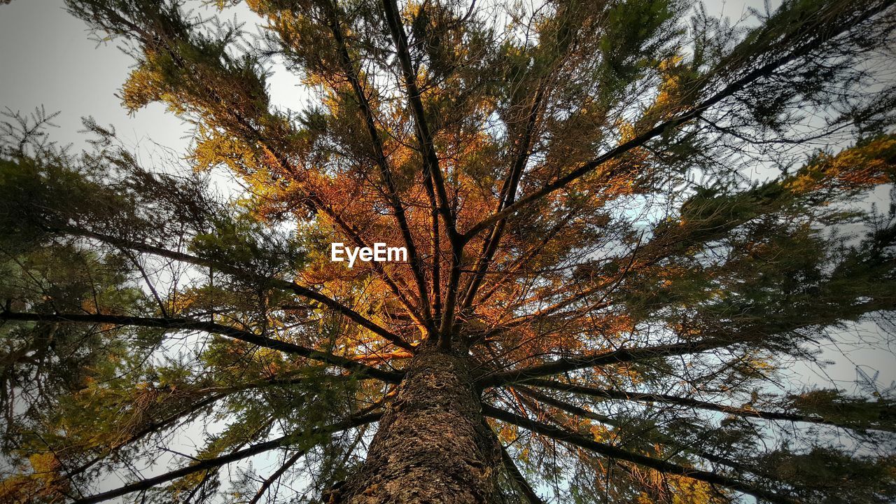 LOW ANGLE VIEW OF TREES AGAINST SKY