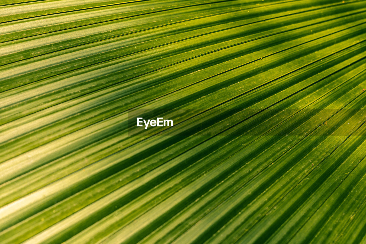 Full frame shot of palm leaf