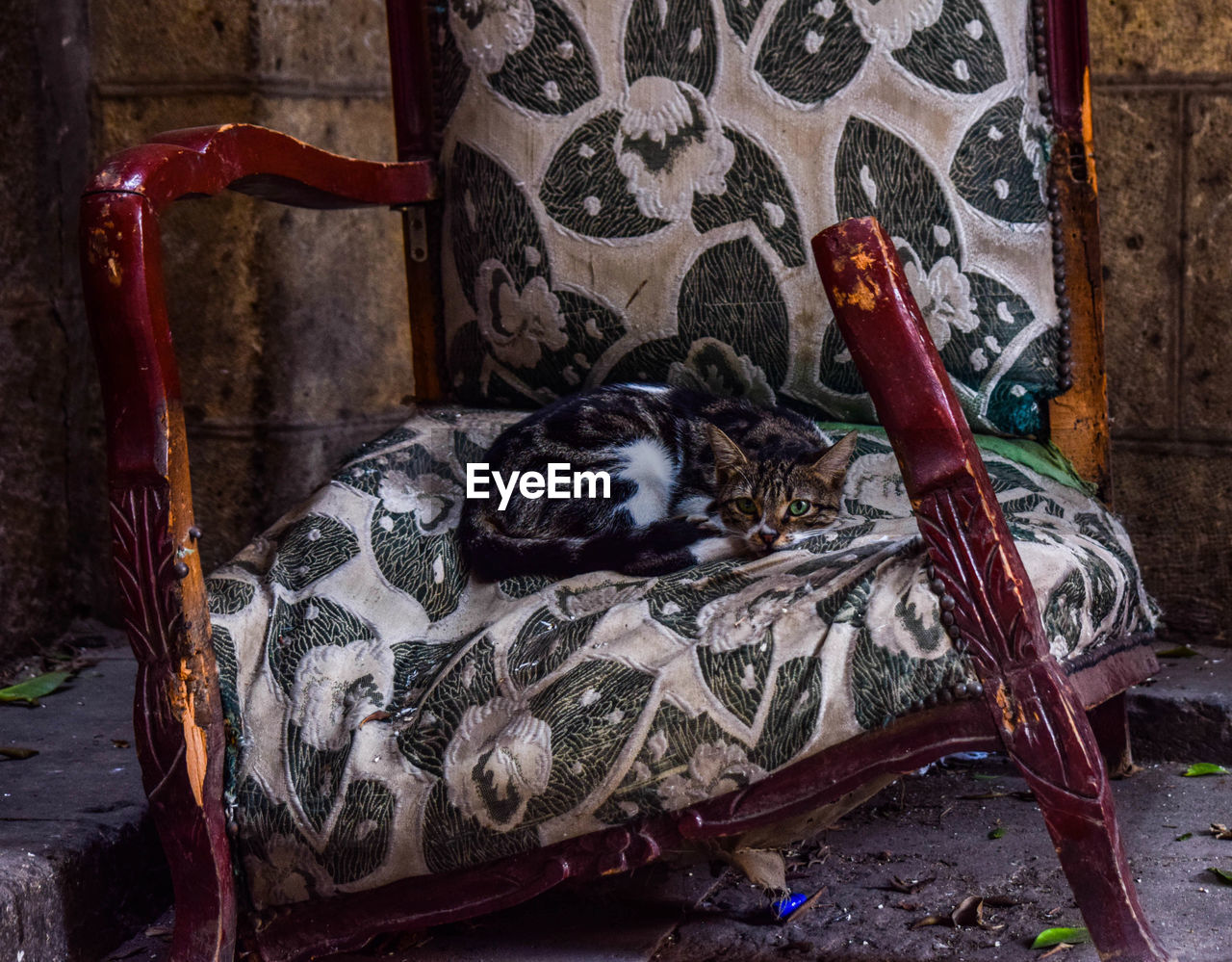 Close-up of cat on broken chair