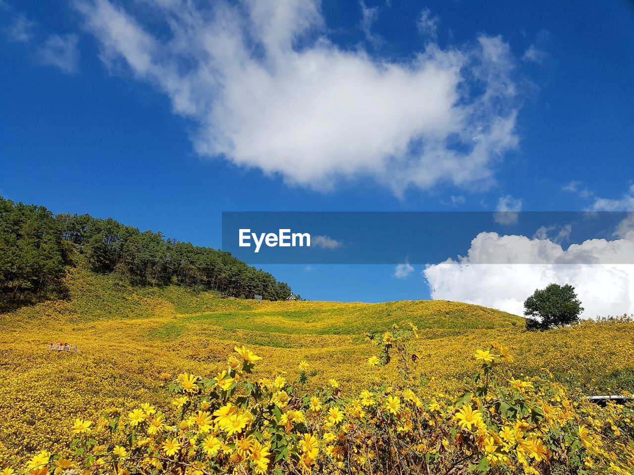 Scenic view of oilseed rape field against sky