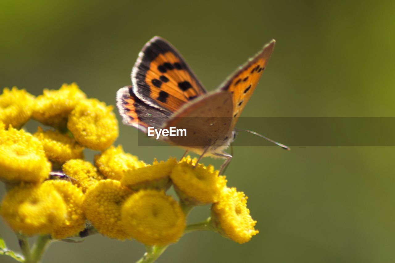 CLOSE-UP OF BUTTERFLY POLLINATING FLOWER