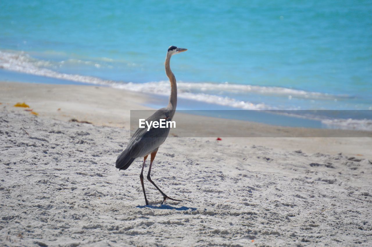 BIRDS ON BEACH