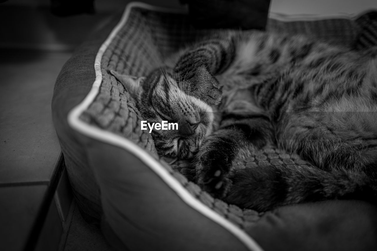 CLOSE-UP OF A CAT SLEEPING ON BED