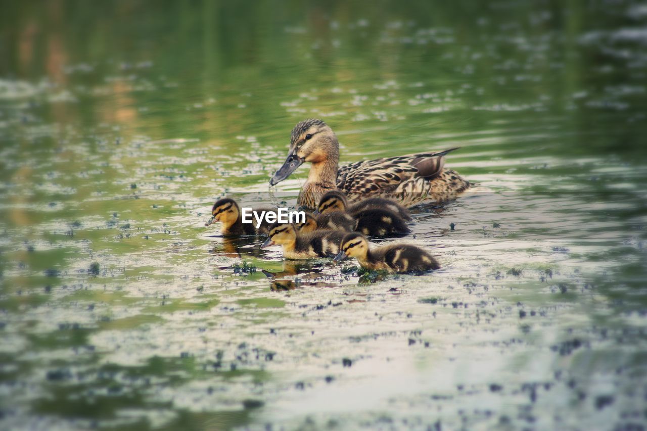 Female mallard duck with ducklings swimming on lake