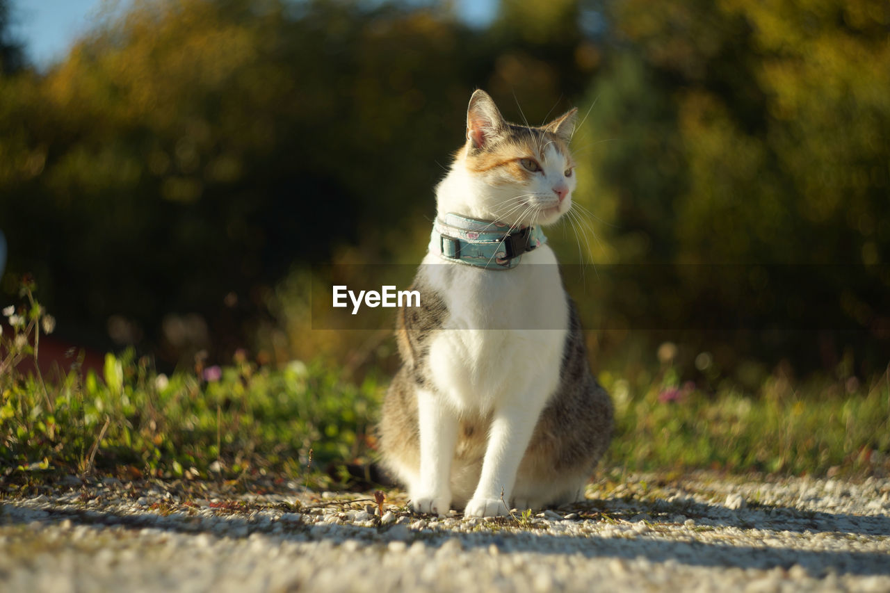 Tricoloured cat  with harness sitting on gravel in evening sunlight. vintage look with swirly bokeh.