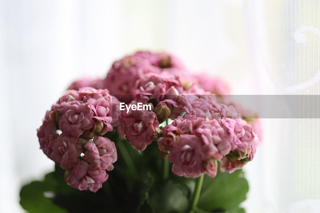 flower, pink, flowering plant, plant, beauty in nature, freshness, bouquet, nature, flower arrangement, close-up, lilac, cut flowers, floristry, indoors, flower head, no people, purple, petal, bunch of flowers, fragility, blossom, focus on foreground, arrangement, inflorescence, selective focus, plant part, food and drink, floral design, leaf