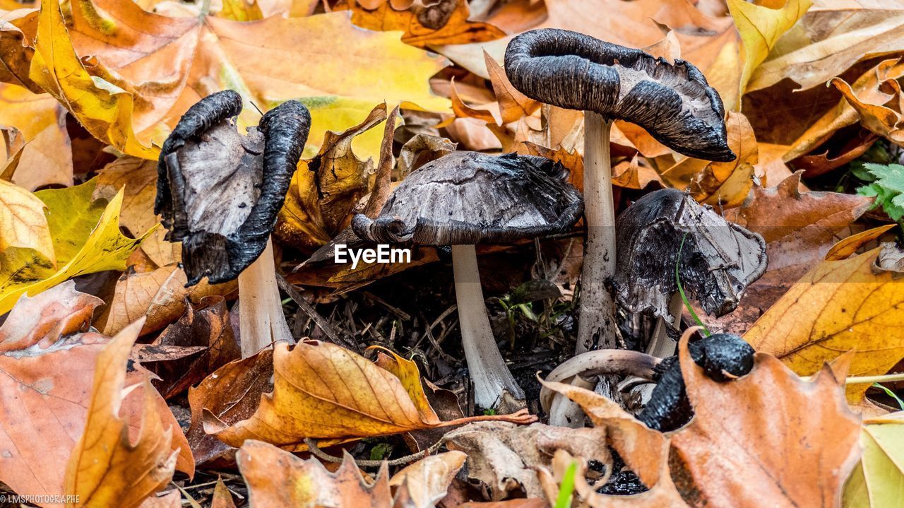 Close-up of yellow mushroom