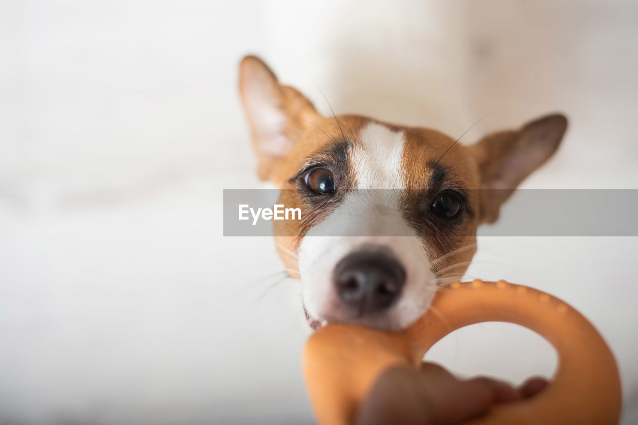 Portrait of dog biting toy at home