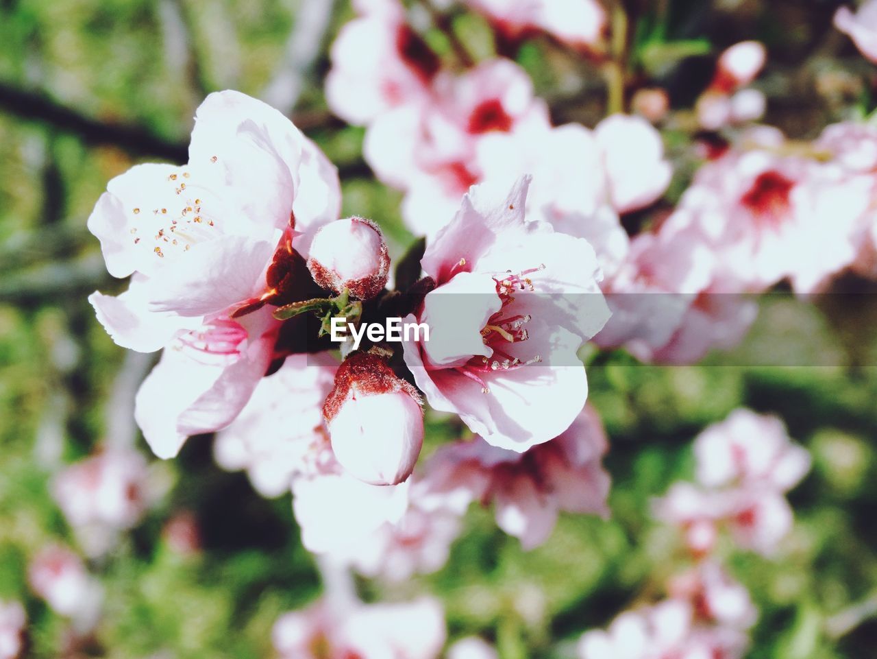 CLOSE-UP OF PINK CHERRY BLOSSOM OUTDOORS