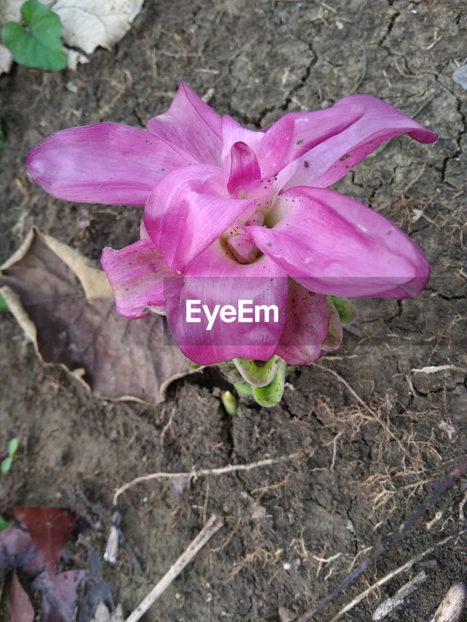 HIGH ANGLE VIEW OF PINK CROCUS FLOWERS