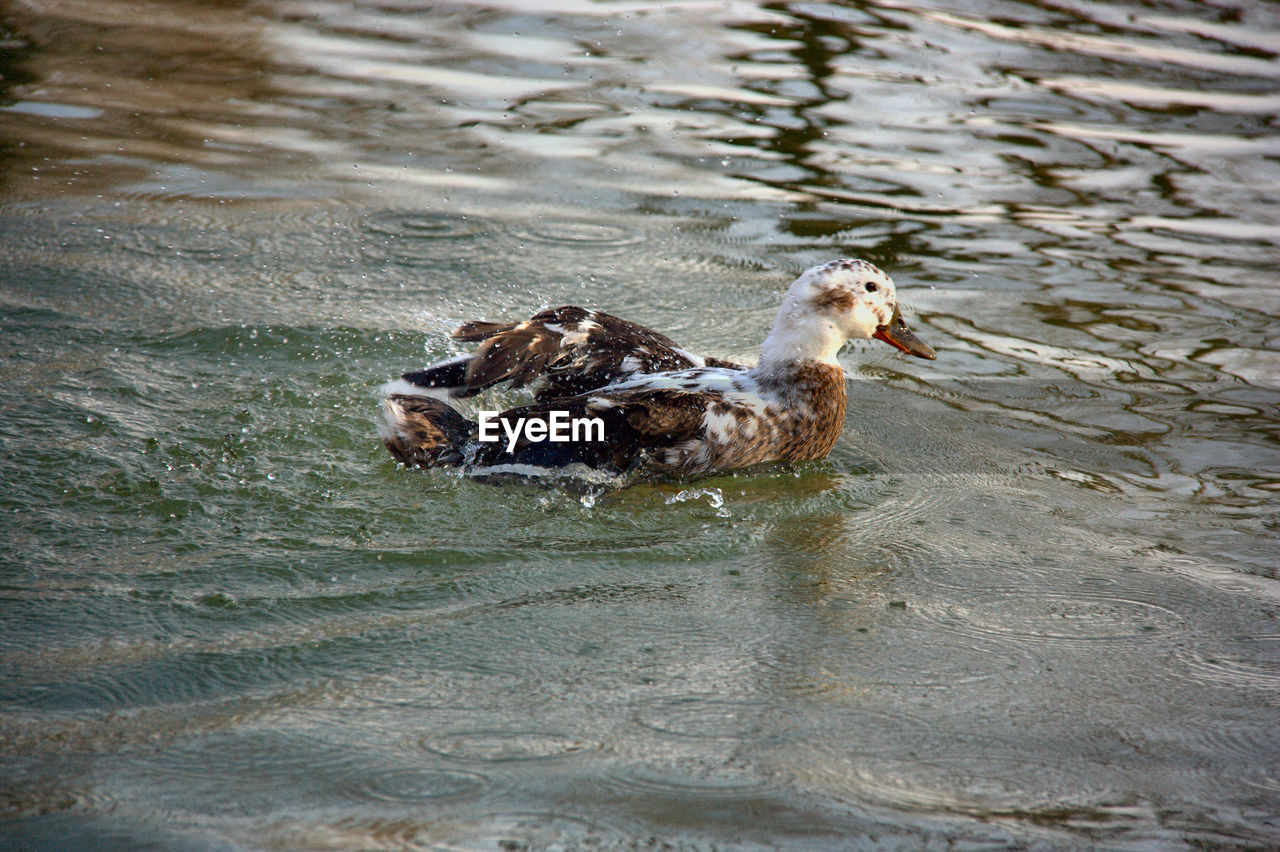 HIGH ANGLE VIEW OF BIRD SWIMMING IN LAKE