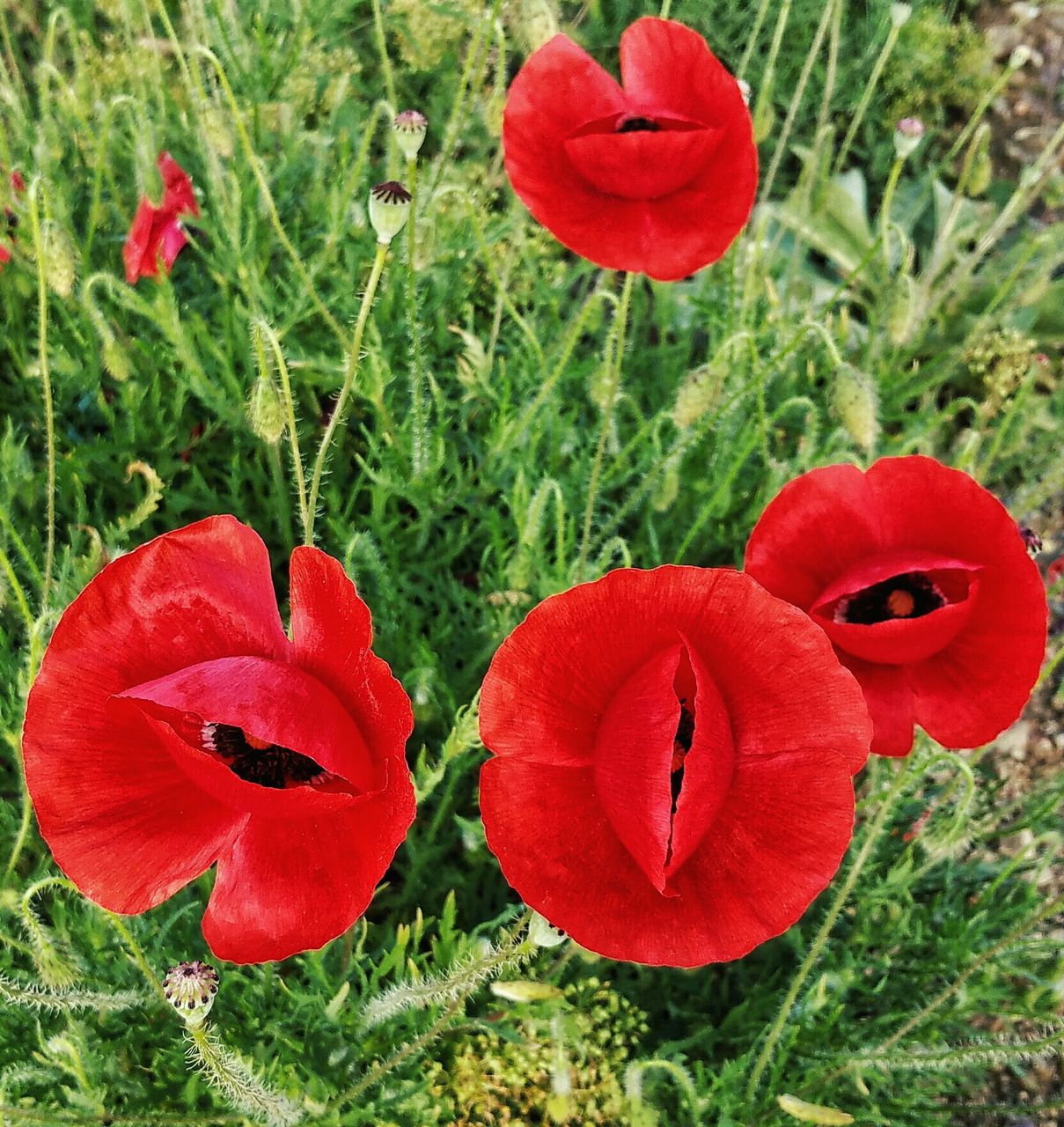 CLOSE-UP OF RED POPPY FLOWER IN FIELD