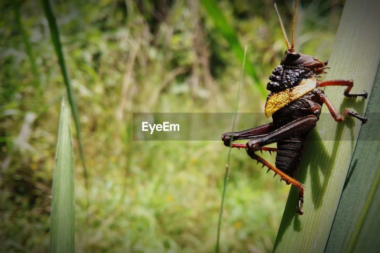 animal themes, animal, animal wildlife, wildlife, insect, one animal, nature, macro photography, green, plant, close-up, focus on foreground, no people, animal wing, day, outdoors, animal body part, beauty in nature
