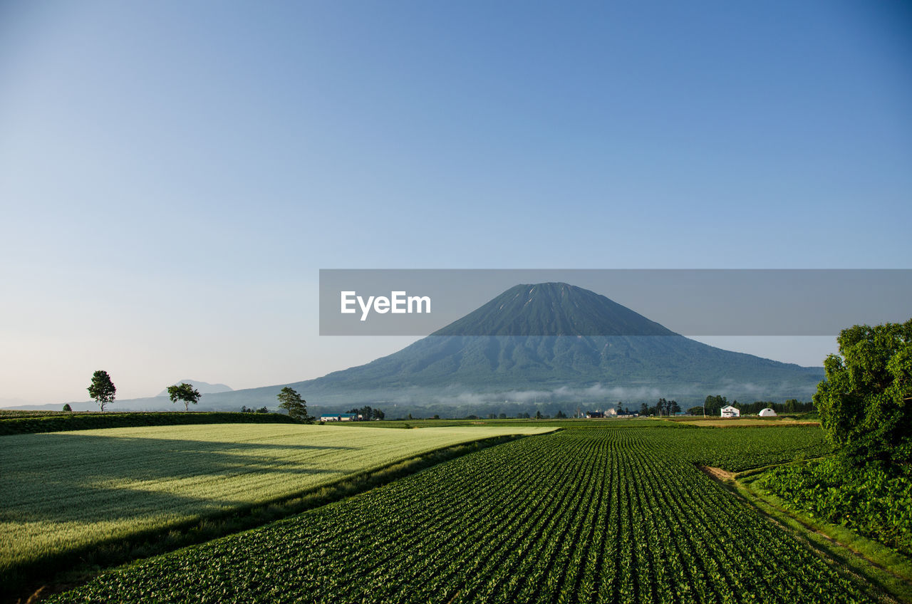 Scenic view of agricultural field against clear sky