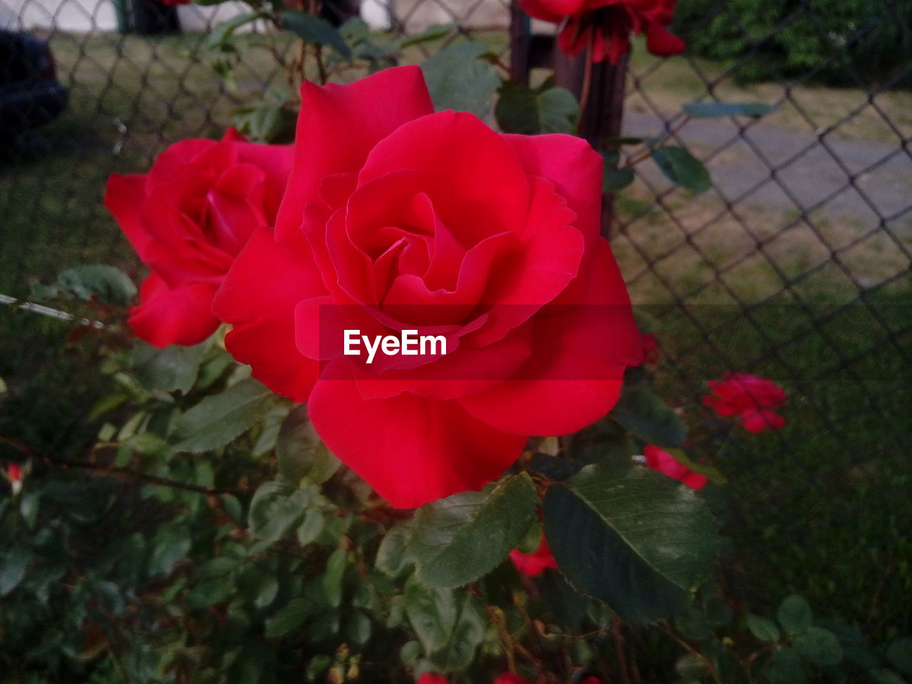 CLOSE-UP OF ROSE BLOOMING OUTDOORS