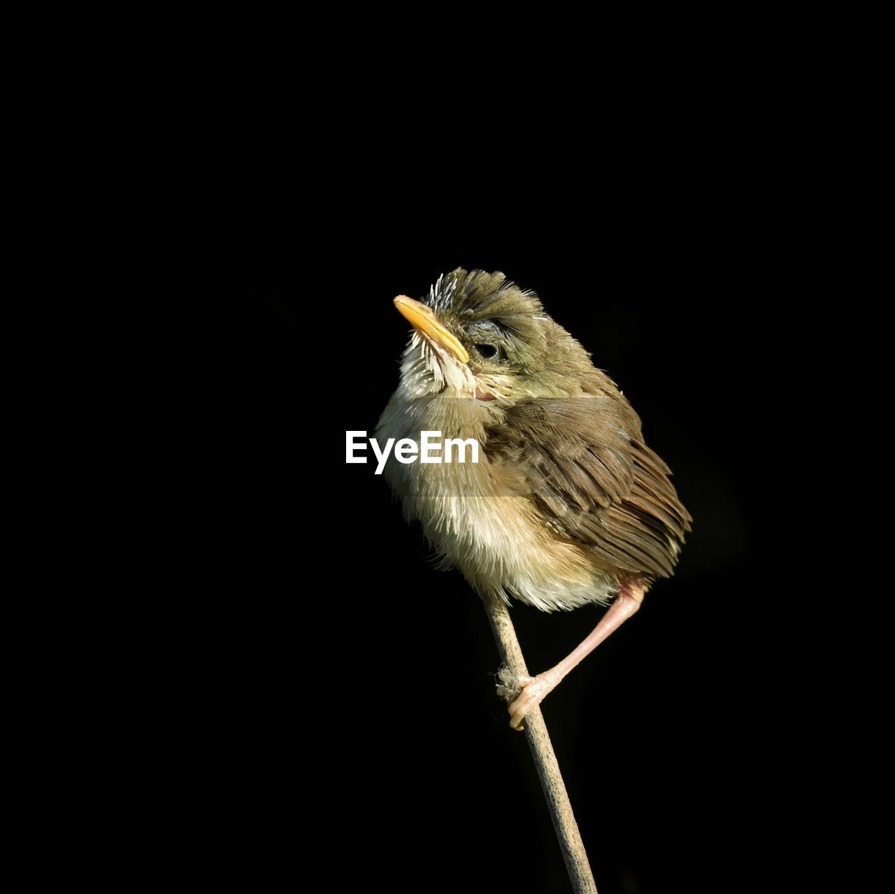 bird, animal themes, animal, one animal, animal wildlife, black background, wildlife, beak, perching, copy space, no people, studio shot, nature, sparrow, cut out, close-up, beauty in nature, outdoors, full length, yellow, wing