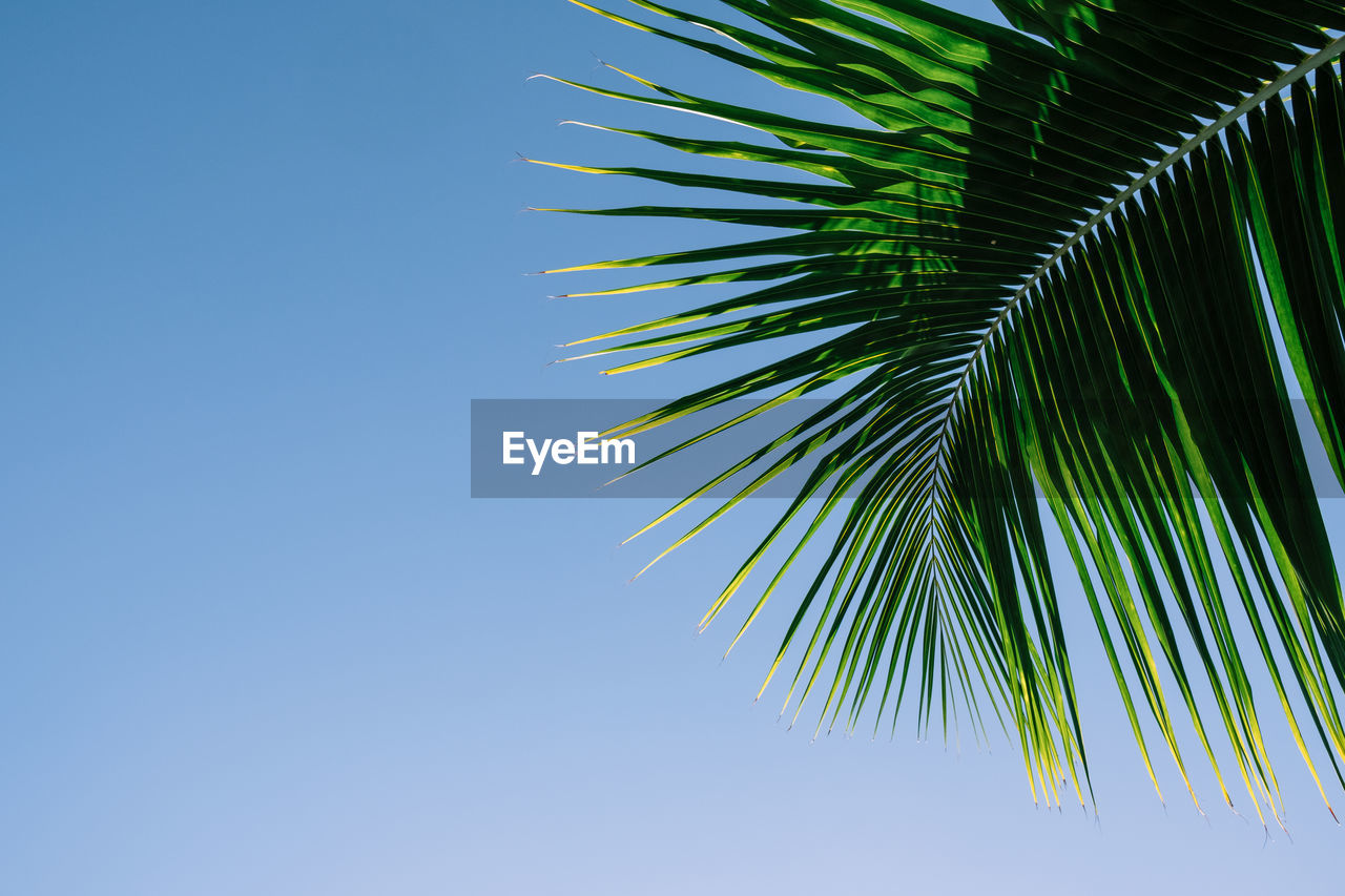 Low angle view of palm tree against clear blue sky