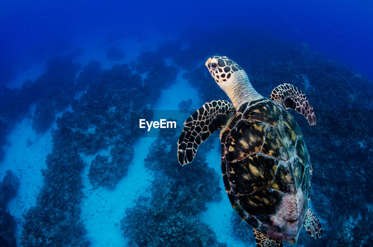 Hawksbill turtle in front of camera