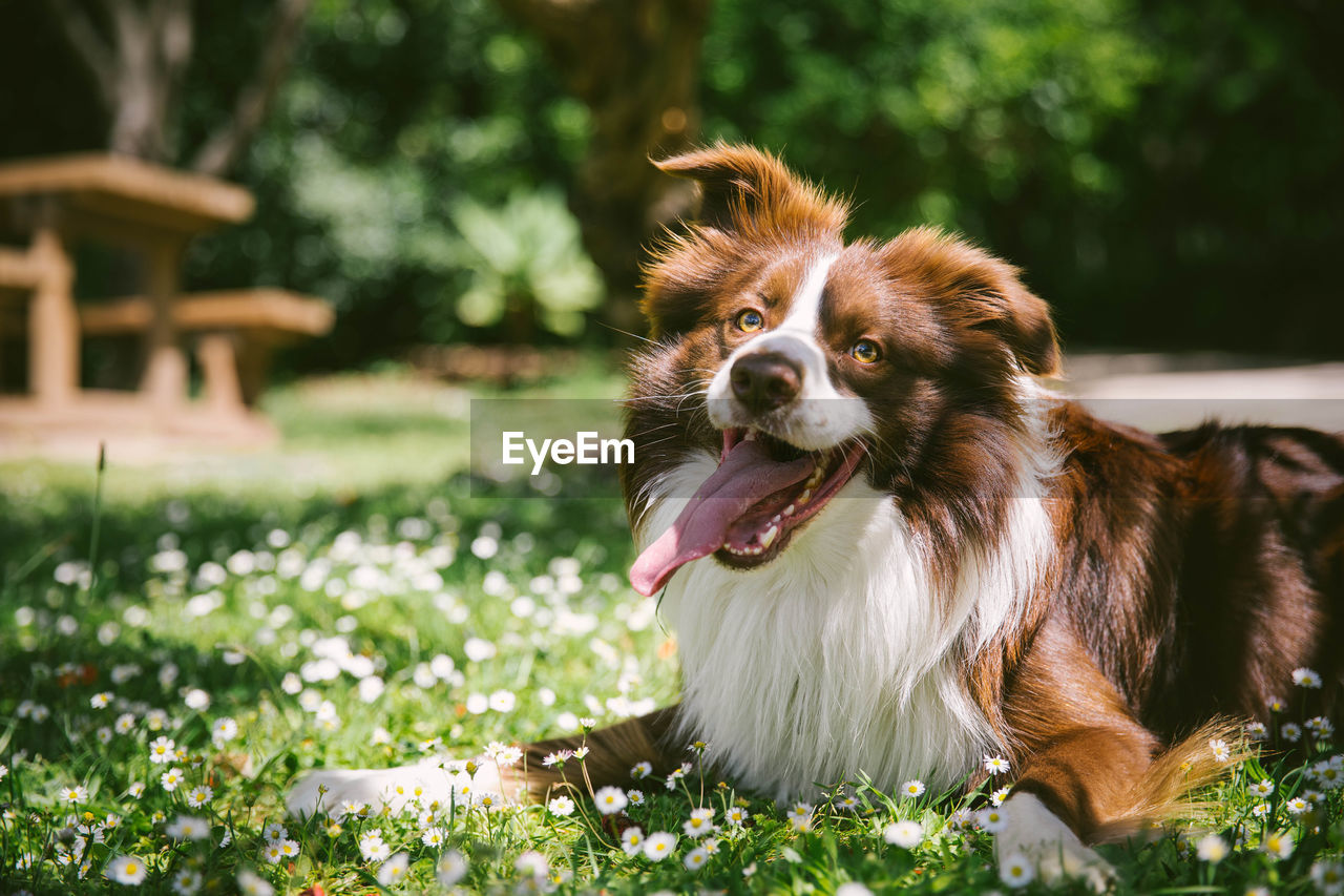 Portrait of dog in park