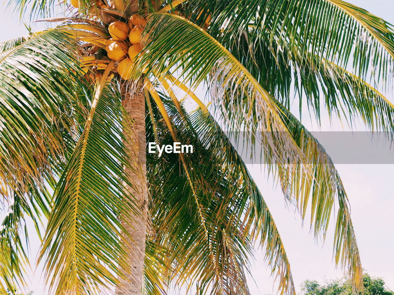 Low angle view of palm tree against sky