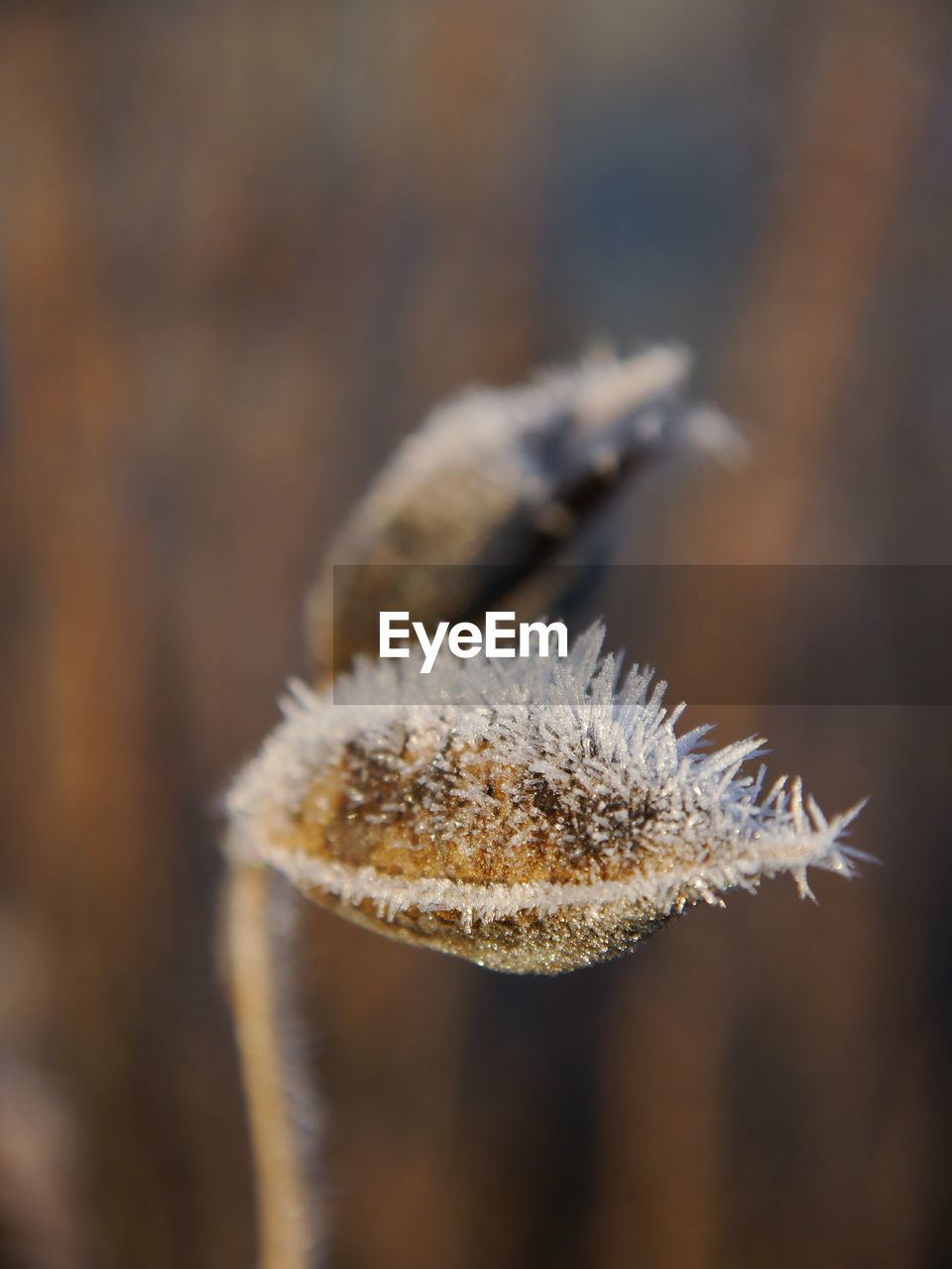 Close-up of frozen leaf during winter