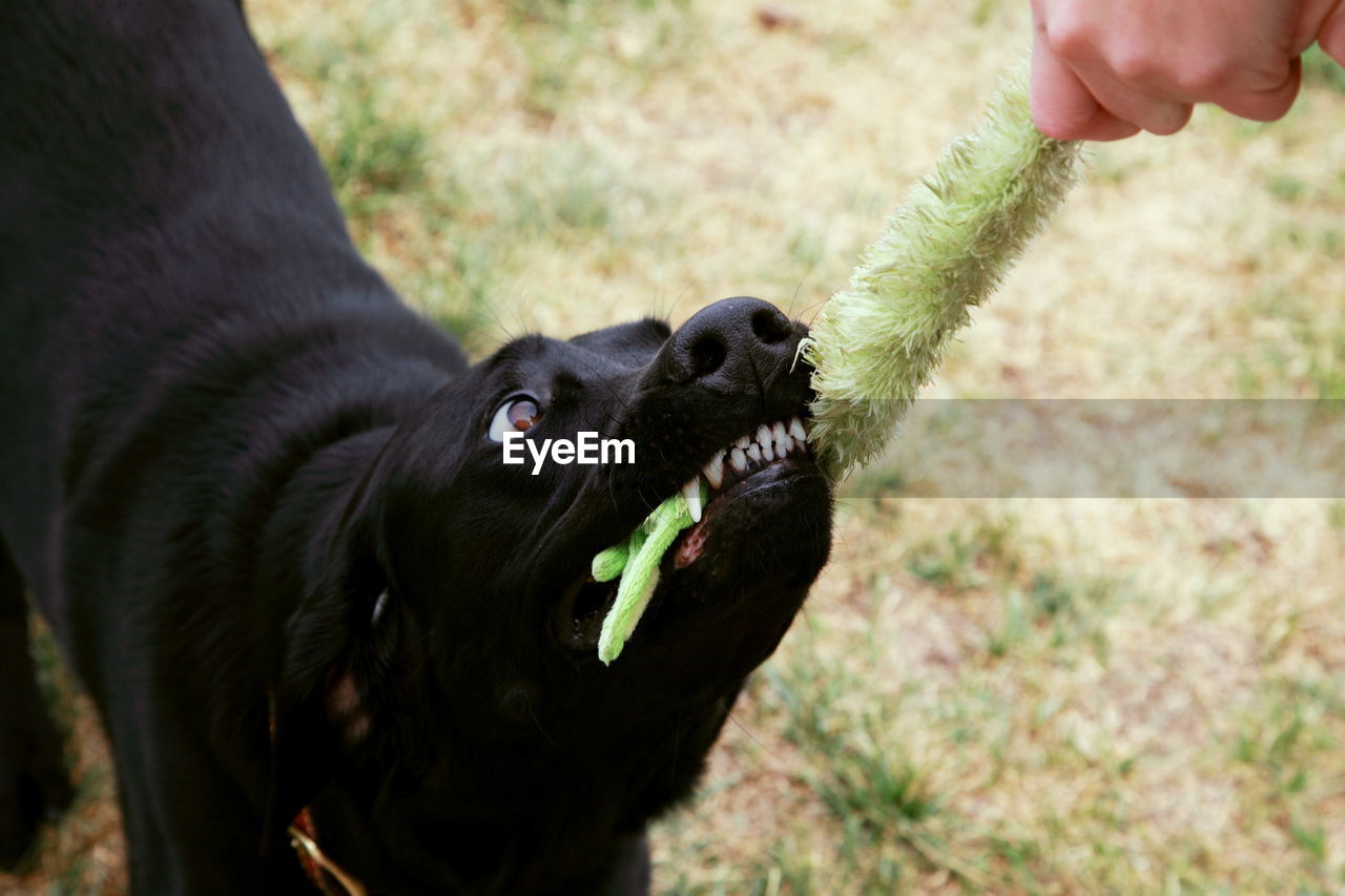 Close-up of black labrador holding toy on field