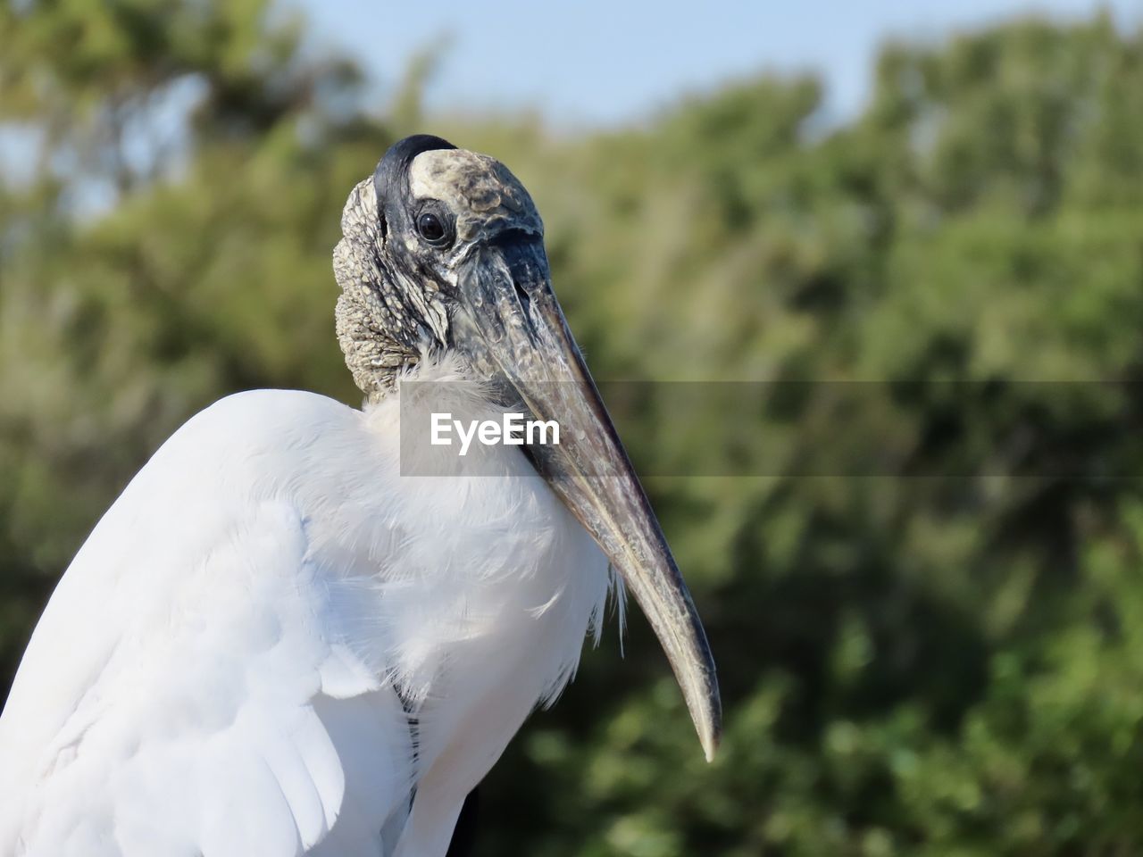 Portrait of a wood stork