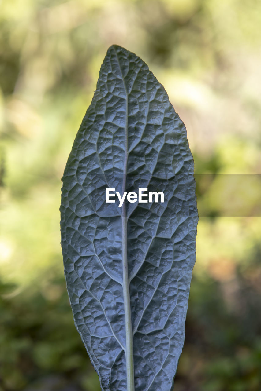 CLOSE-UP OF PLANT GROWING ON FIELD