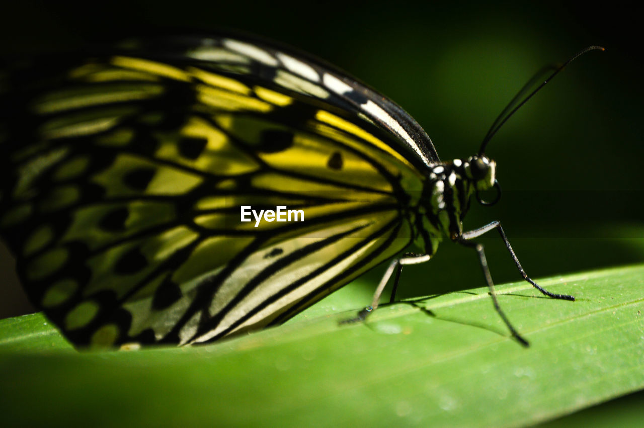 CLOSE-UP OF BUTTERFLY ON LEAF