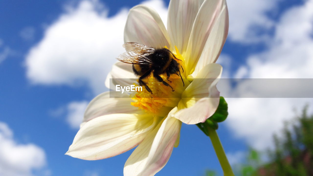 CLOSE-UP OF BEE POLLINATING ON FLOWER