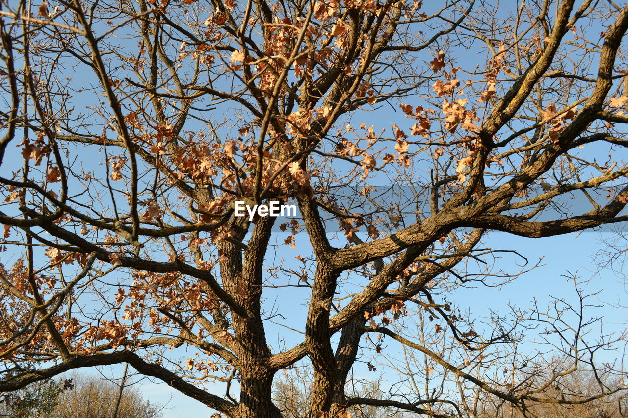 Low angle view of autumn tree against clear sky