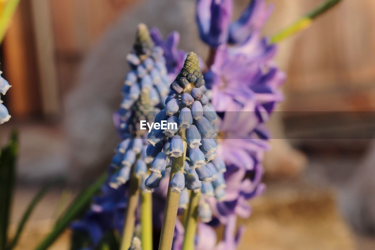 CLOSE-UP OF PURPLE FLOWER