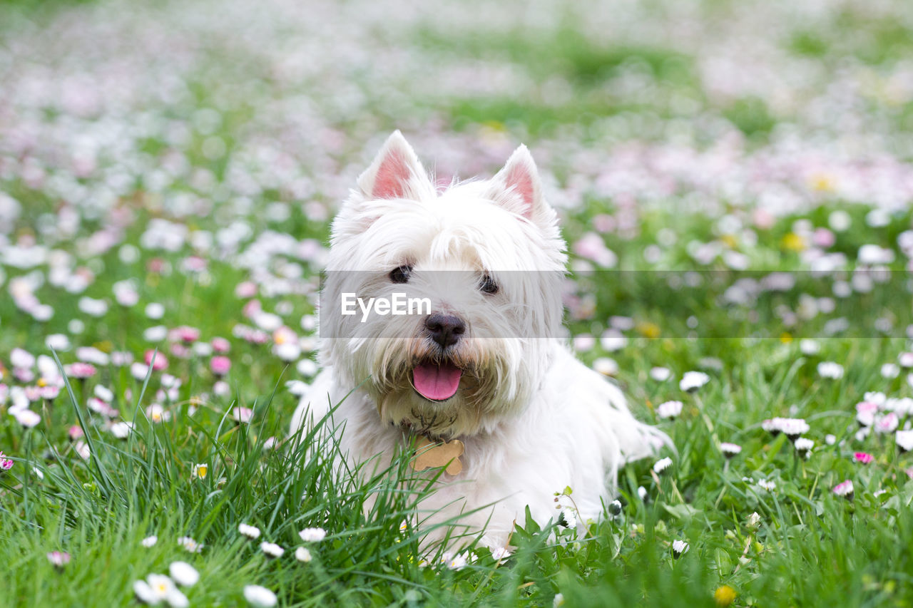 Close-up portrait of a dog on grassland