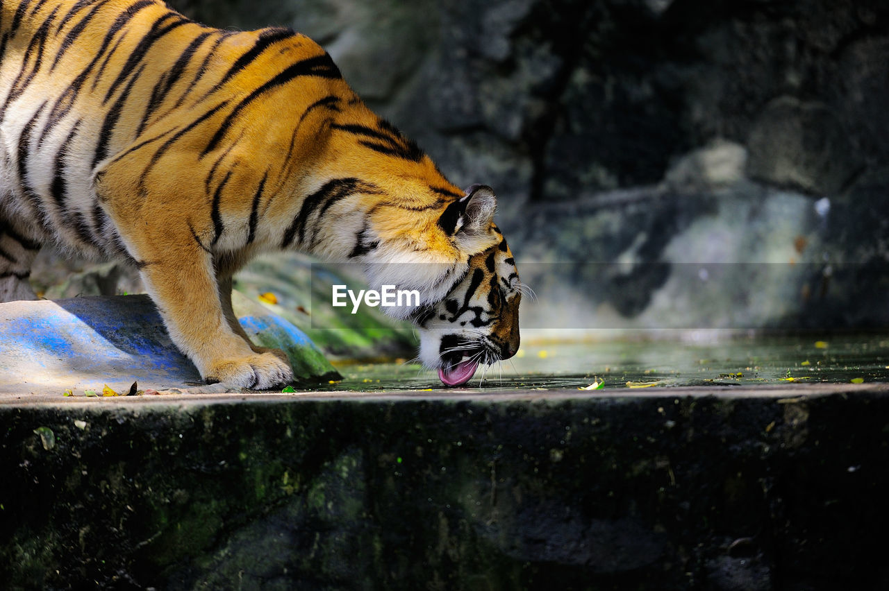 View of a tiger drinking water from a zoo