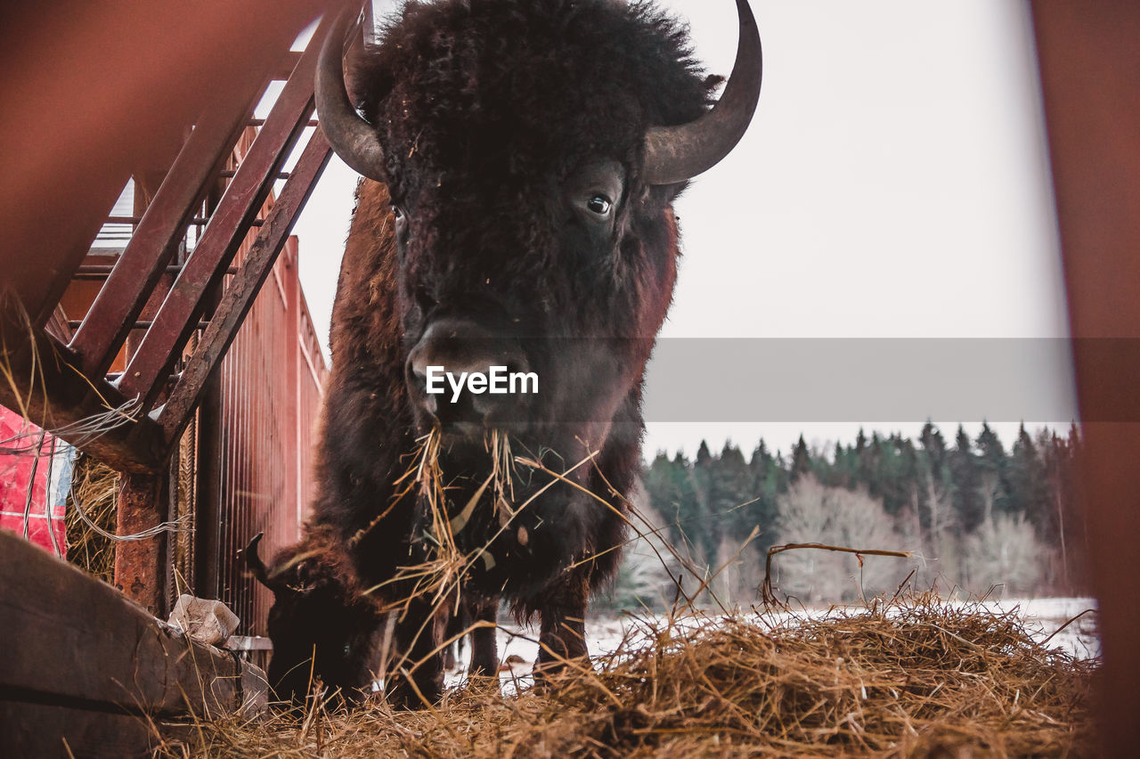 A bison eating the hay from the feeder with the forest on the background