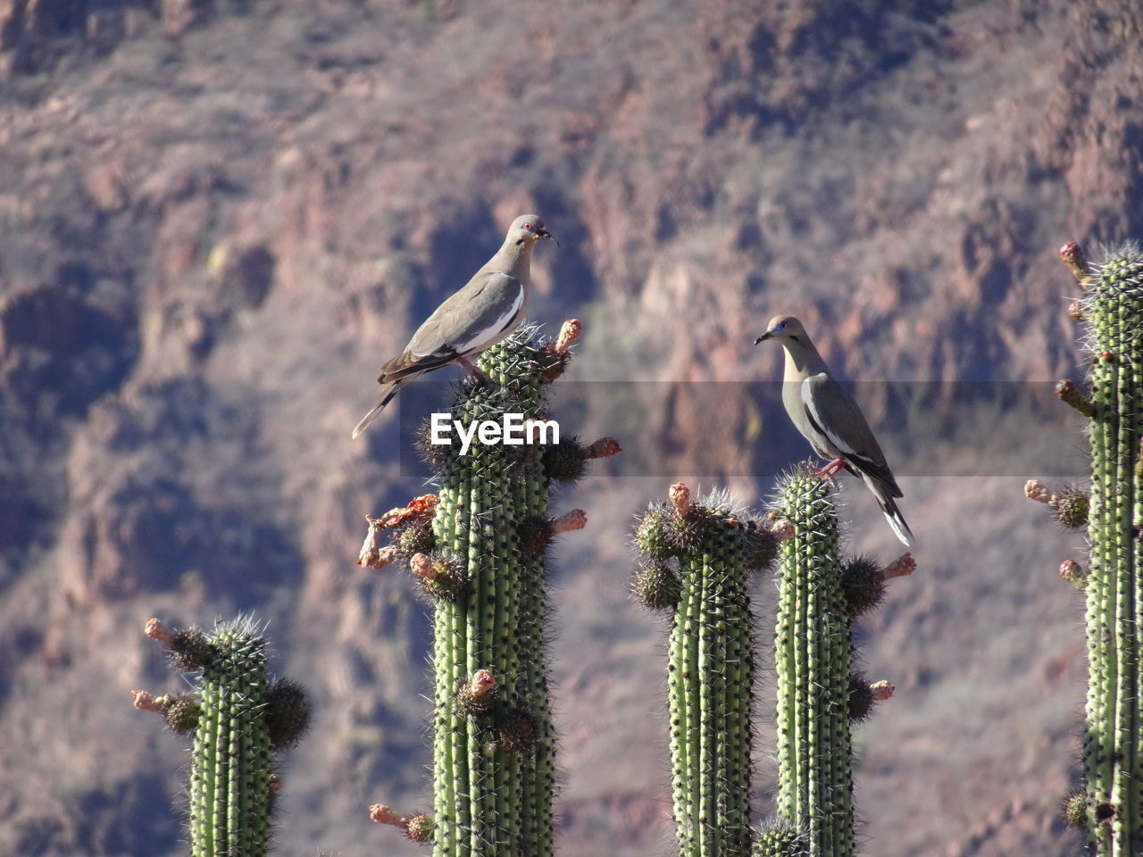 Two mourning doves perch atop a pipe organ cactus in the sonoran desert. 