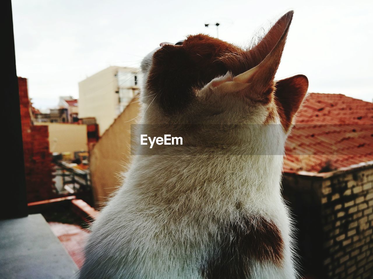 CLOSE-UP OF HORSE AGAINST SKY SEEN THROUGH OPEN