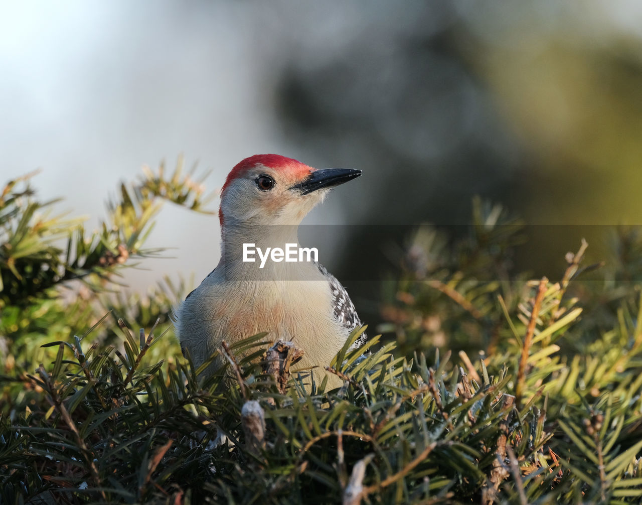 Red-bellied woodpecker