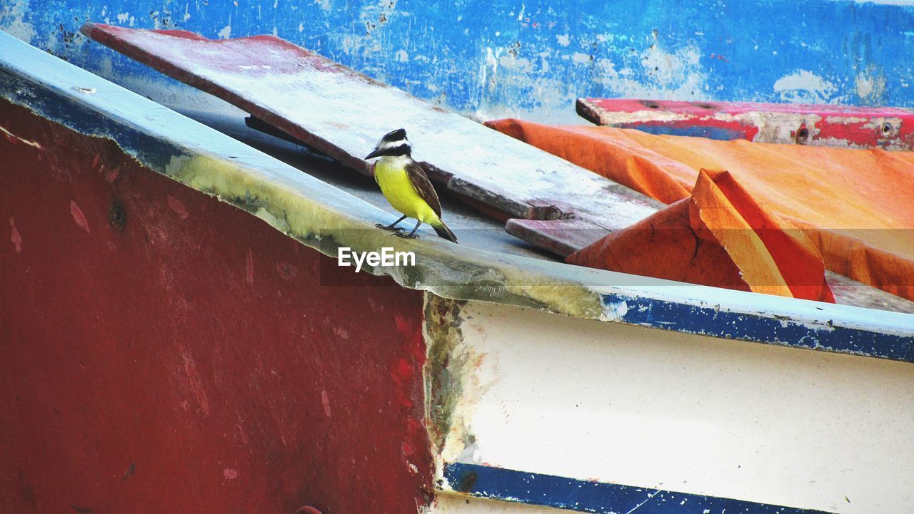 CLOSE-UP OF BIRD PERCHING ON WALL
