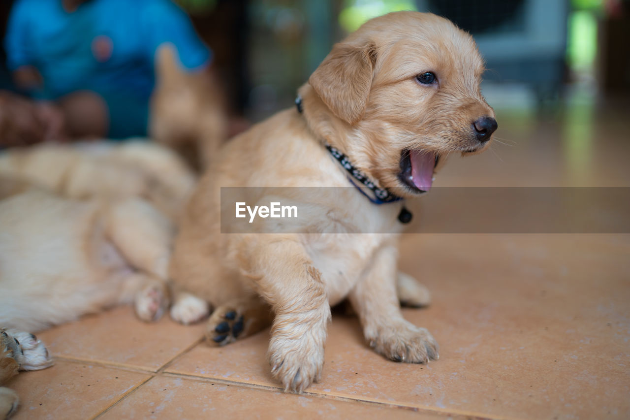 Full length of puppy relaxing on floor