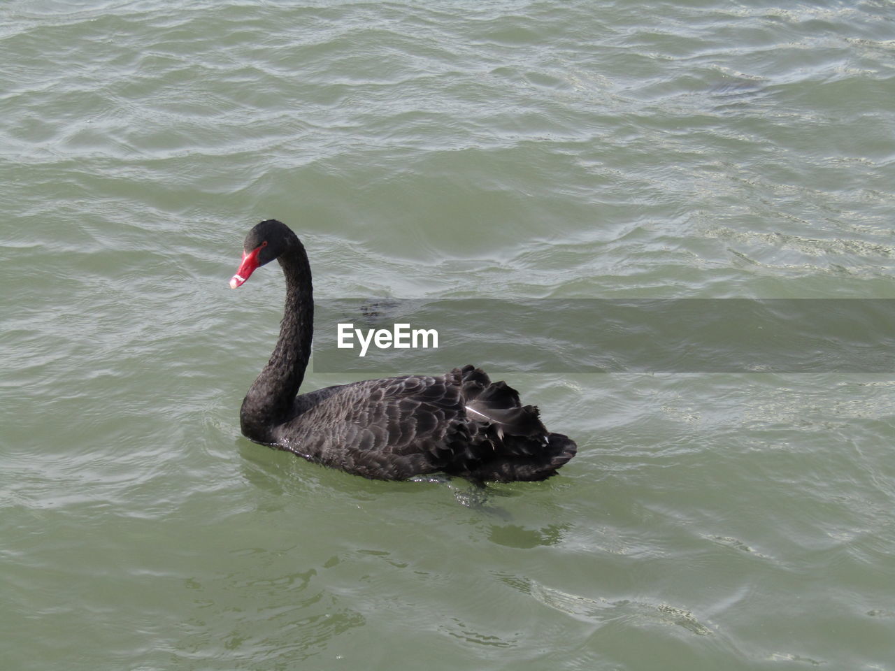 DUCK SWIMMING IN LAKE