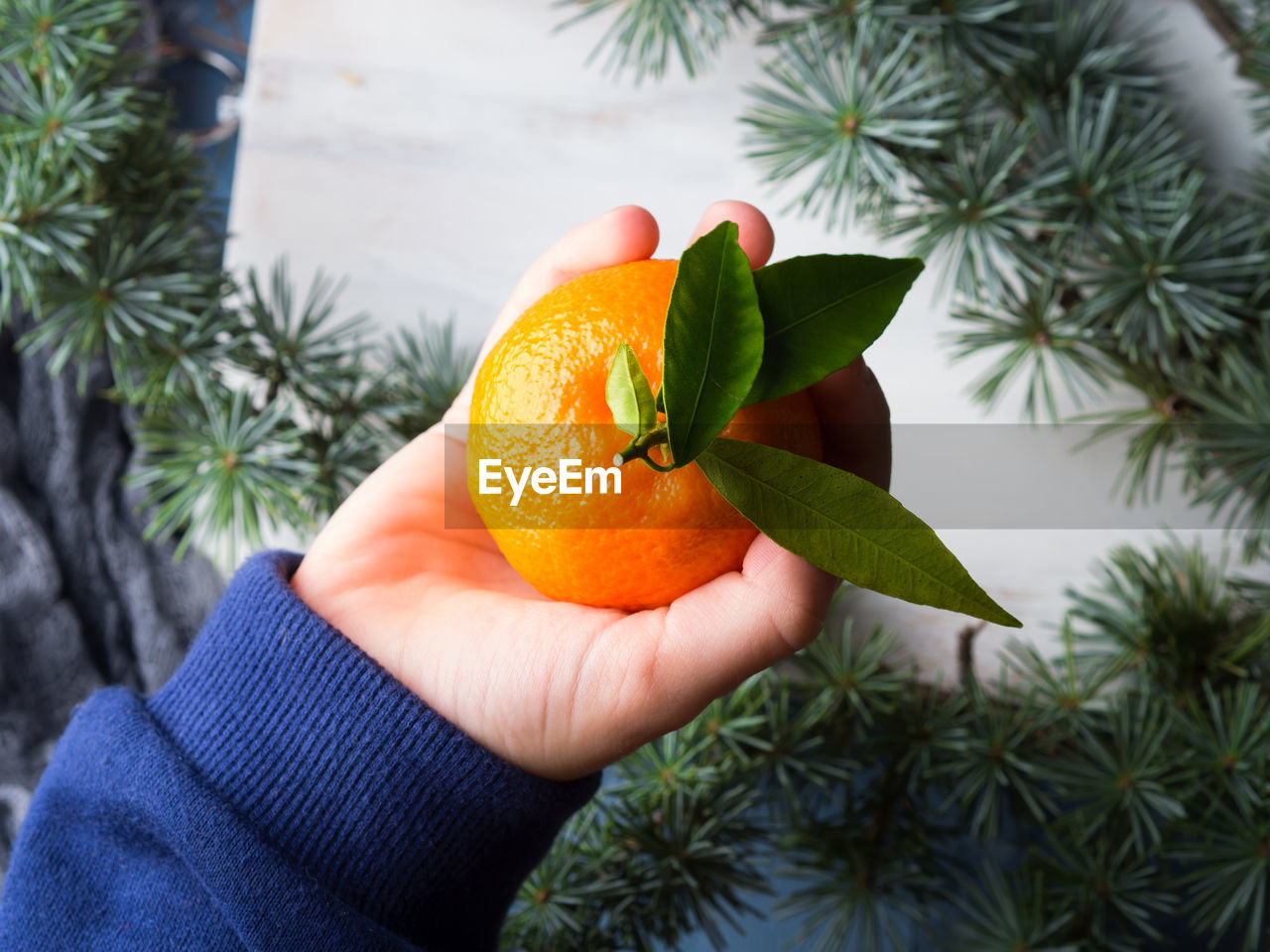 Tangerine in a kid's hand over background with spruce branches