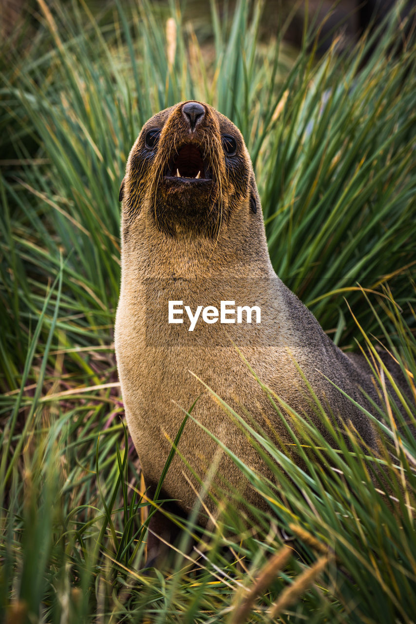 Antarctic fur seal close-up in tussock grass