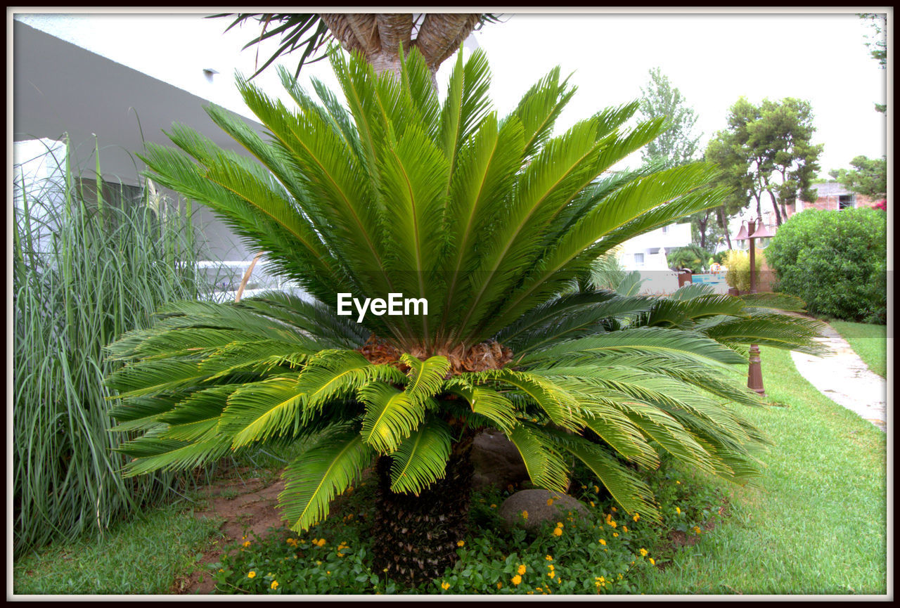 PALM TREES BY PLANTS