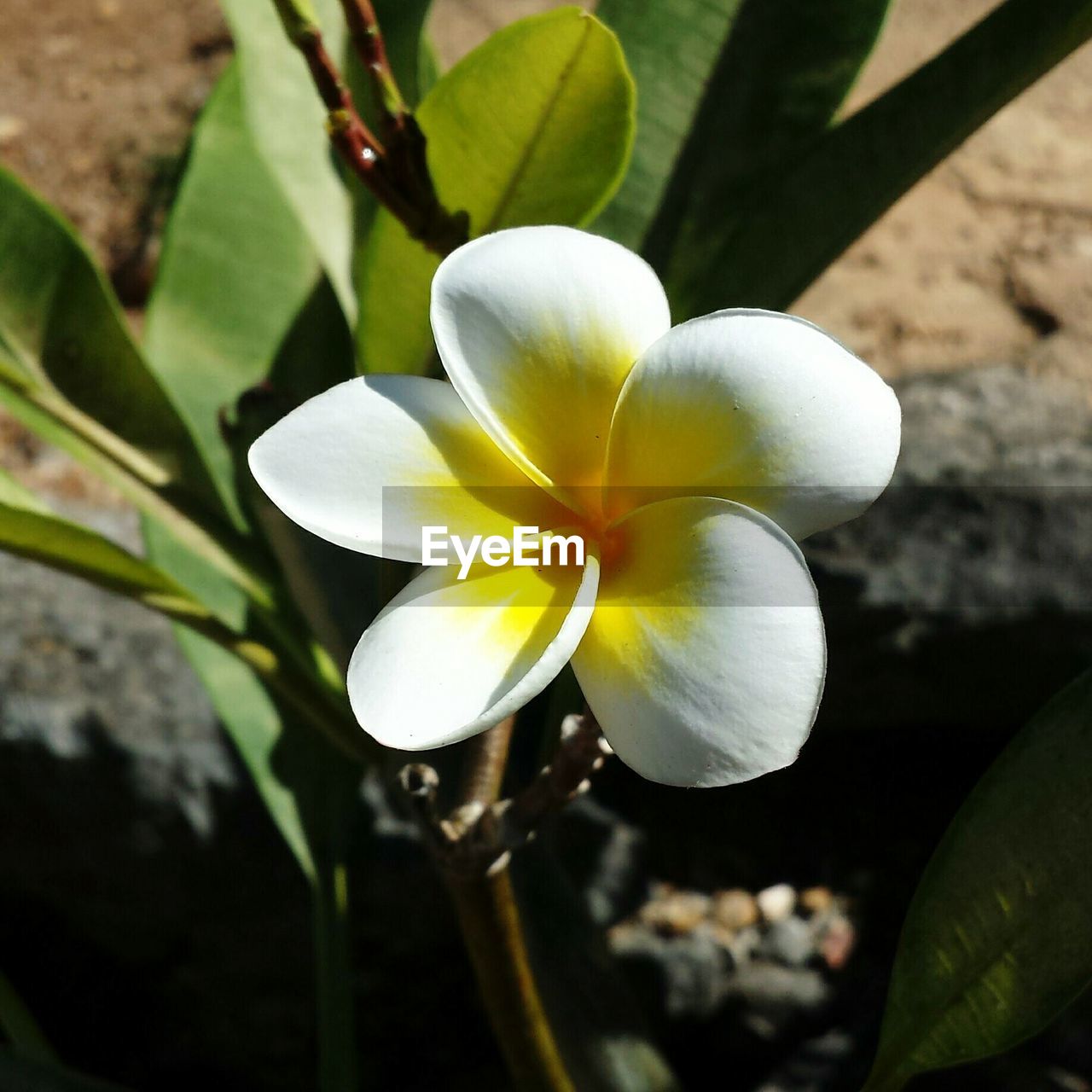 High angle view of frangipani blooming outdoors