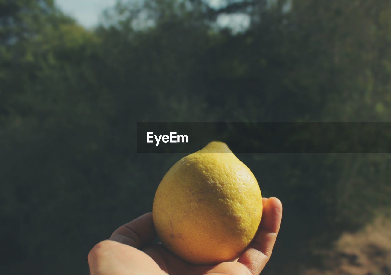 Cropped image of hand holding lemon