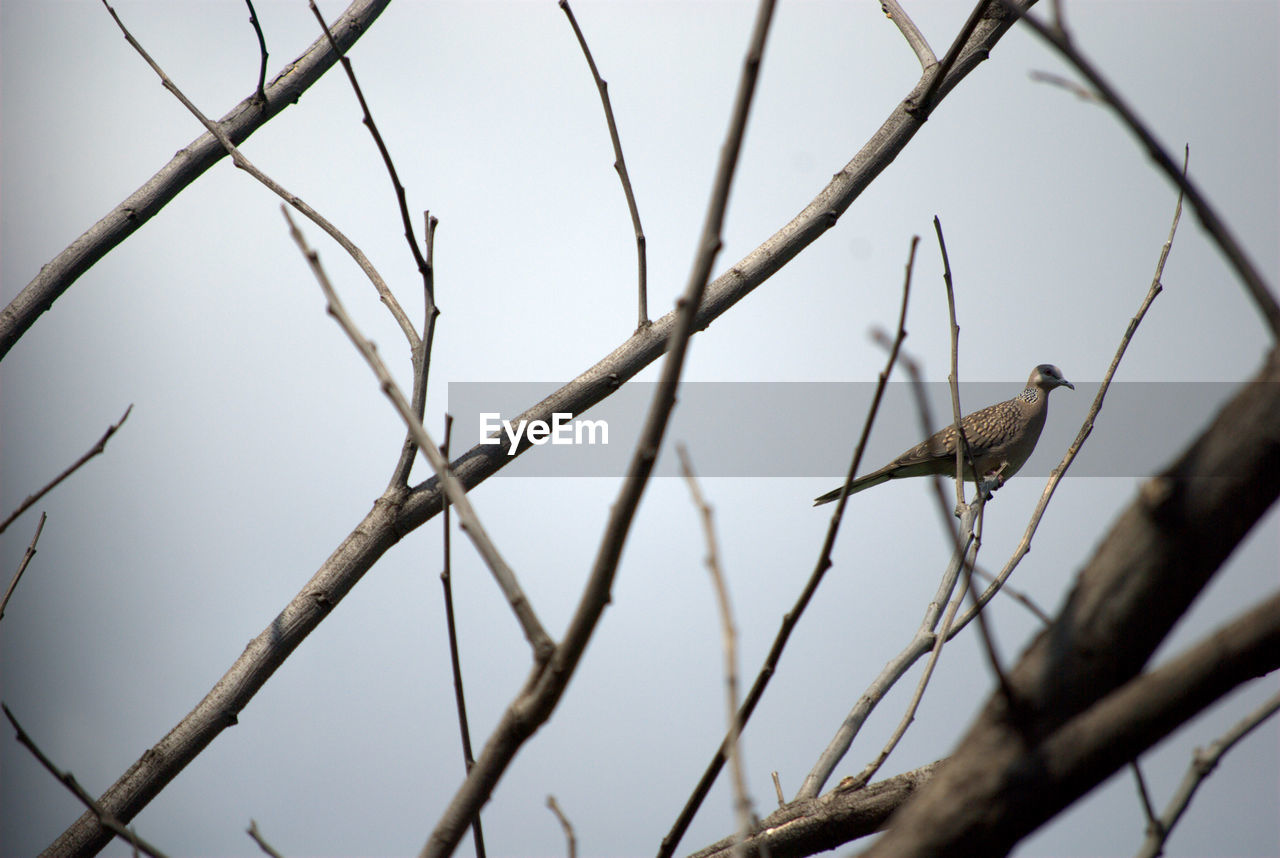 Low angle view of bird perching on tree against sky